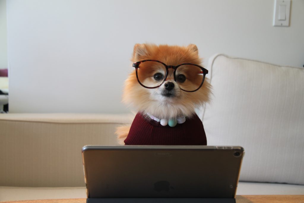 dog using computer